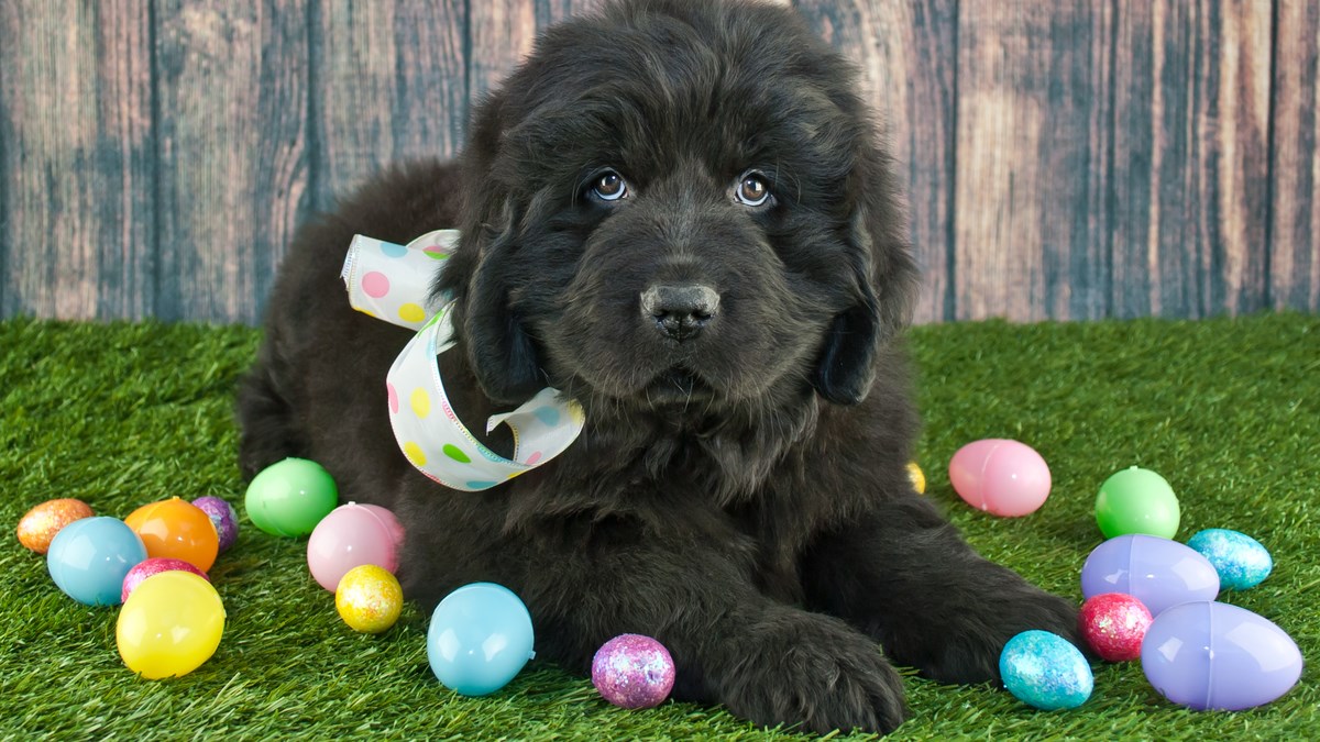 VIDEO I ovaj Uskrs se dobro zabavite s vašim ljubimcima