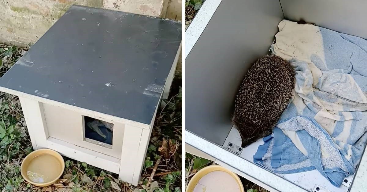 U Osijeku je postavljena nova kućica za mačke, pogledajte tko je u nju zalutao