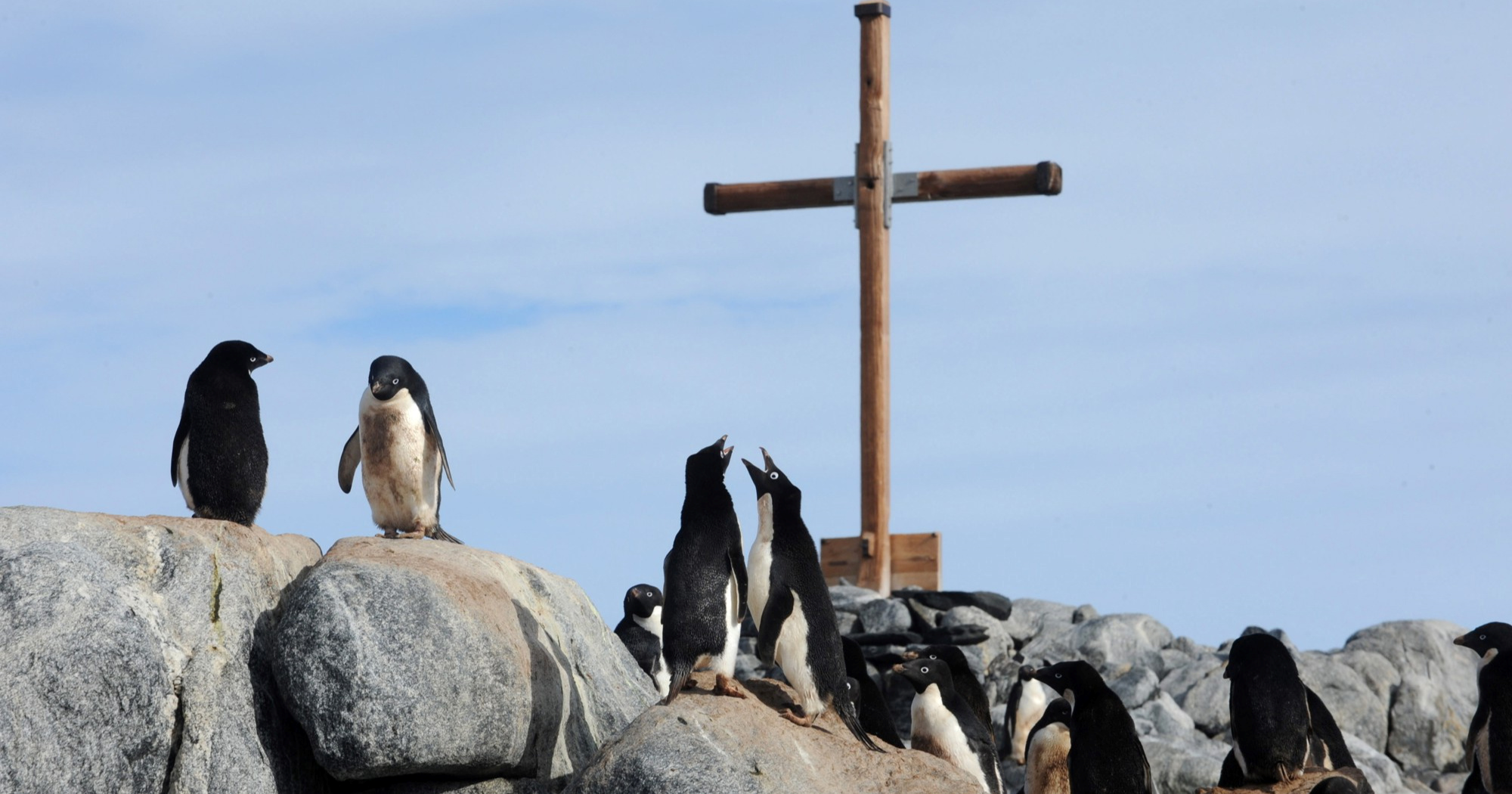 Antarktikom hara opasni soj ptičje gripe: "Može ubiti od 90 do 100% zaraženih ptica"