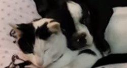 Ovo je najslađi prizor dana: Pospani pas mazi se s usnulom macom
