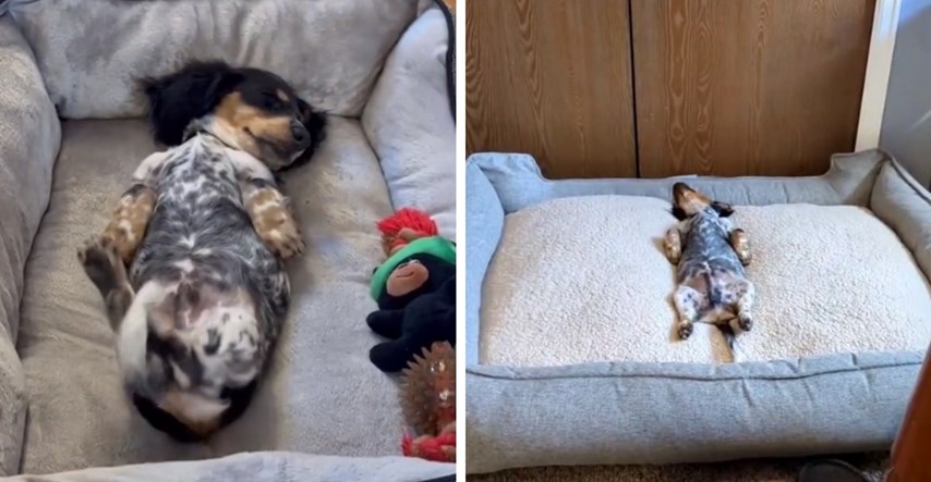 Vlasnici psu namjerno kupili prevelik krevet, njegova reakcija nasmijala ljude