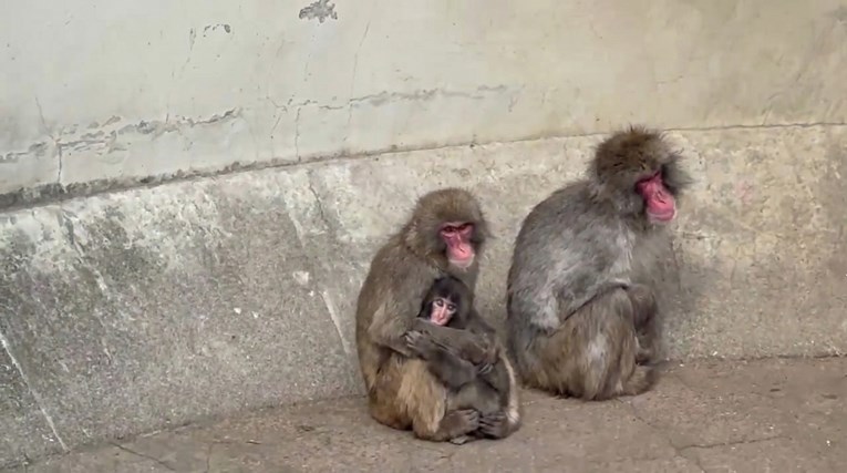 Majmunčića Puncha je napokon zagrlio drugi majmun i sad nam je lakše😭