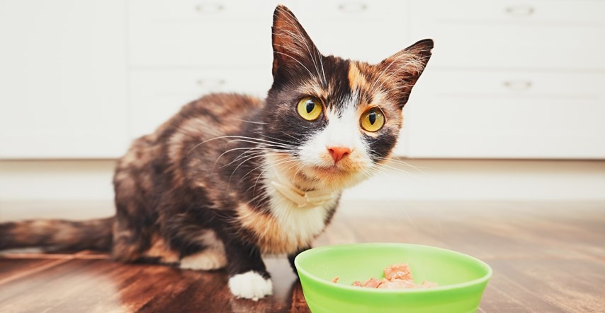 Saznajte pravilan način kako i koliko puta dnevno je potrebno hraniti mačke