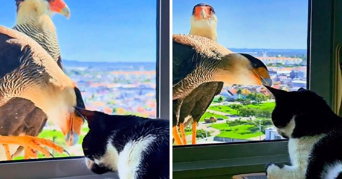 Mačka i ptica grabljivica susrele se prvi put, evo što se zatim dogodilo