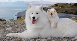 Veseli pas i mrzovoljni mačak hit su na Instagramu, odmah je jasno zašto