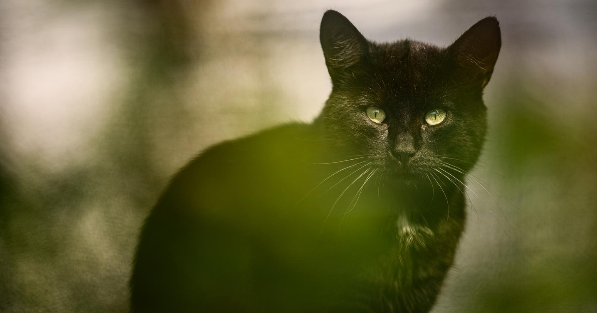 FOTO Kakva profesionalna pozerica: Teško da ćete danas vidjeti slađu mačku od ove
