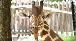 Zoološki vrt nakon što je uspavao 15-godišnju žirafu: "Teška srca, ali morali smo"