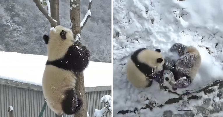 Video pandi koje se igraju na snijegu nešto je najslađe što ćete vidjeti danas
