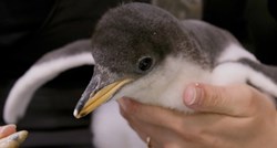 Istospolni pingvini drugi su put postali roditelji
