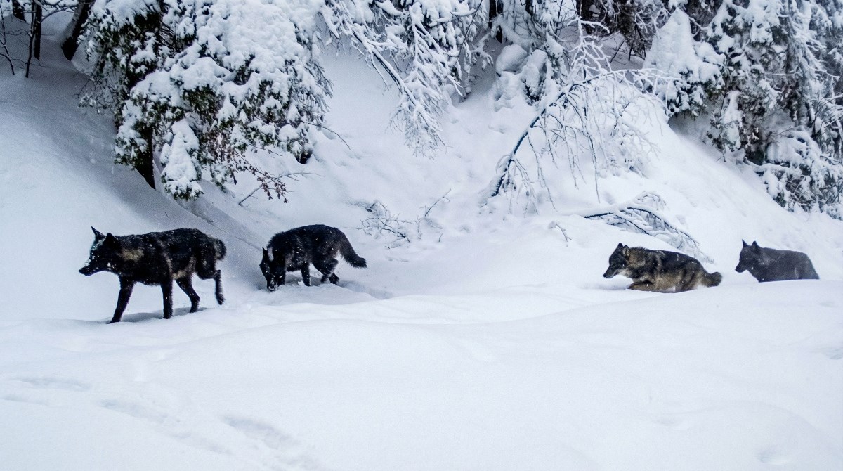 Kamera na Plitvicama snimila vukove u potrazi za plijenom