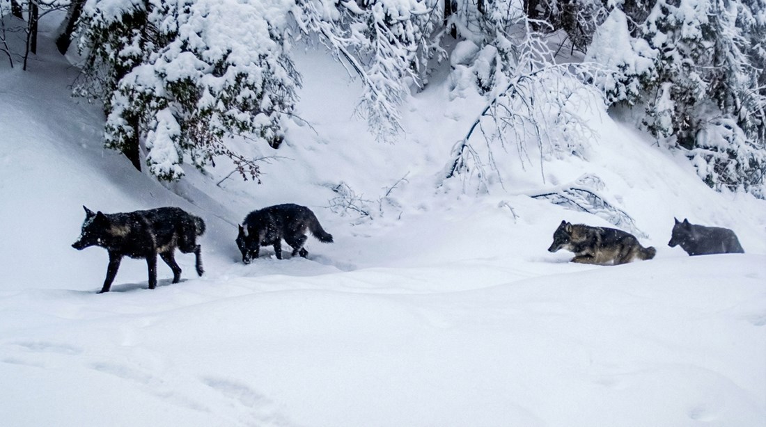 Vukovi se probijaju kroz snijeg, pogledajte prizor iz srca Plitvičkih jezera
