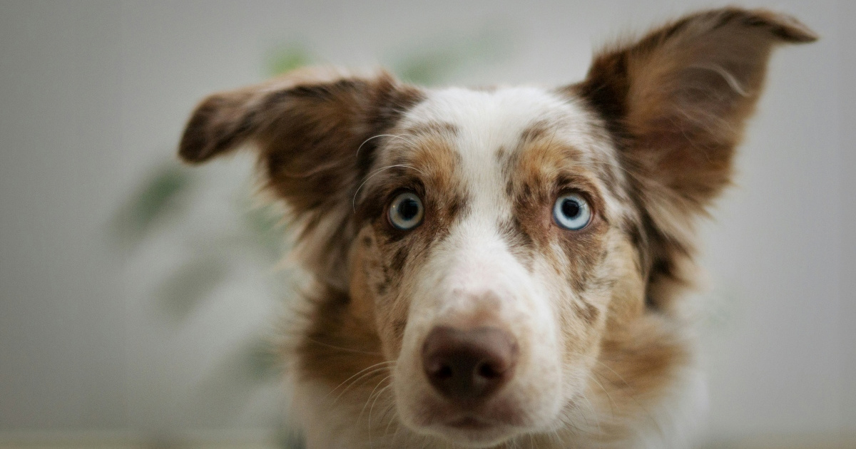 Šest uobičajenih ponašanja pasa i njihova skrivena značenja