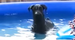 Uživao je u bazenu, a kada je shvatio da ga netko gleda, sav se zbunio