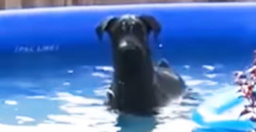 Uživao je u bazenu, a kada je shvatio da ga netko gleda, sav se zbunio