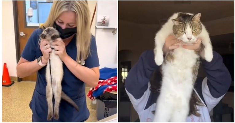 Veterinarka oduševila internet testom koji otkriva kakav je karakter vašeg ljubimca