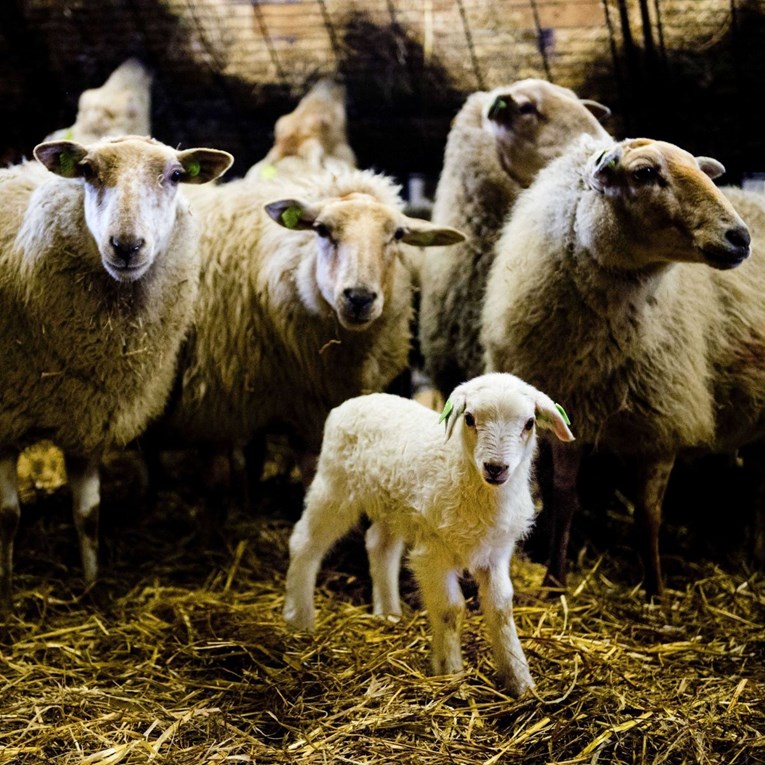 U Engleskoj prvi slučaj ptičje gripe kod ovce, eutanazirali je