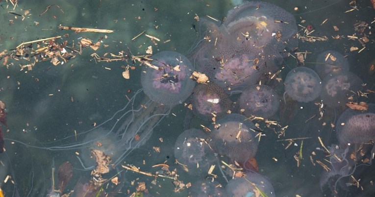 Jugo donijelo stotine meduza u dubrovačku luku, pogledajte fotografije