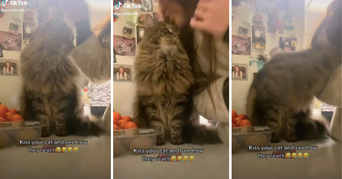 Žena odlučila poljubiti mačku i vidjeti kako će reagirati, ovome se nije nadala