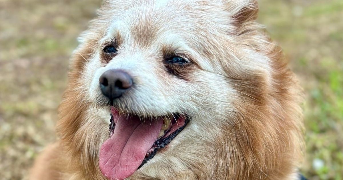 13-godišnji Bony izgubio je vlasnika. Trebaju mu ljubav i razumijevanje