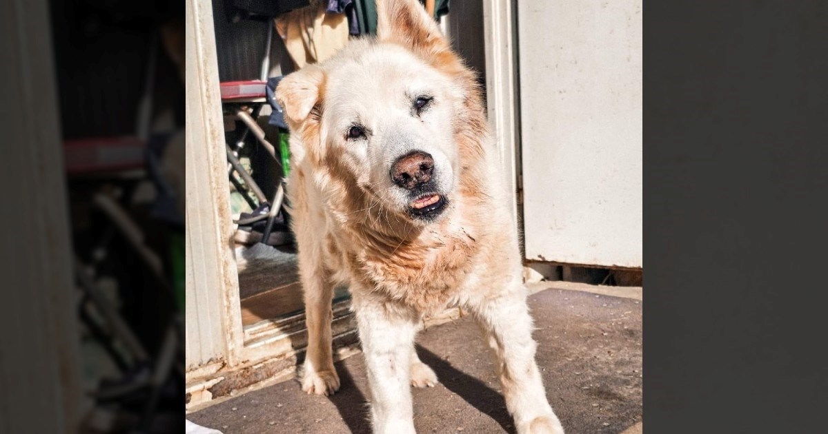 Iz udruge Šapica stižu predivne vijesti, njihov senior Lobo konačno je pronašao dom