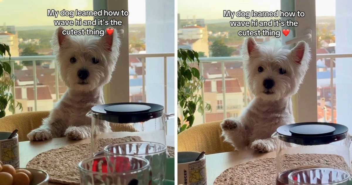 Westie koji svima maše osvojio je srca korisnika Instagrama