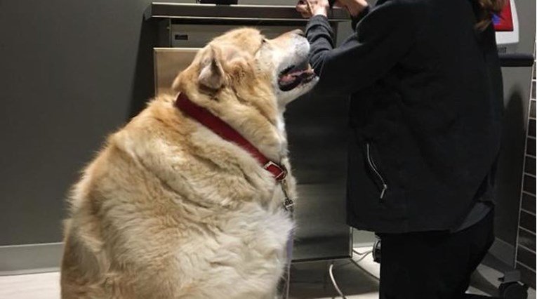 Vlasnik htio uspavati psa jer je imao 80 kilograma, postao mu prevelika briga