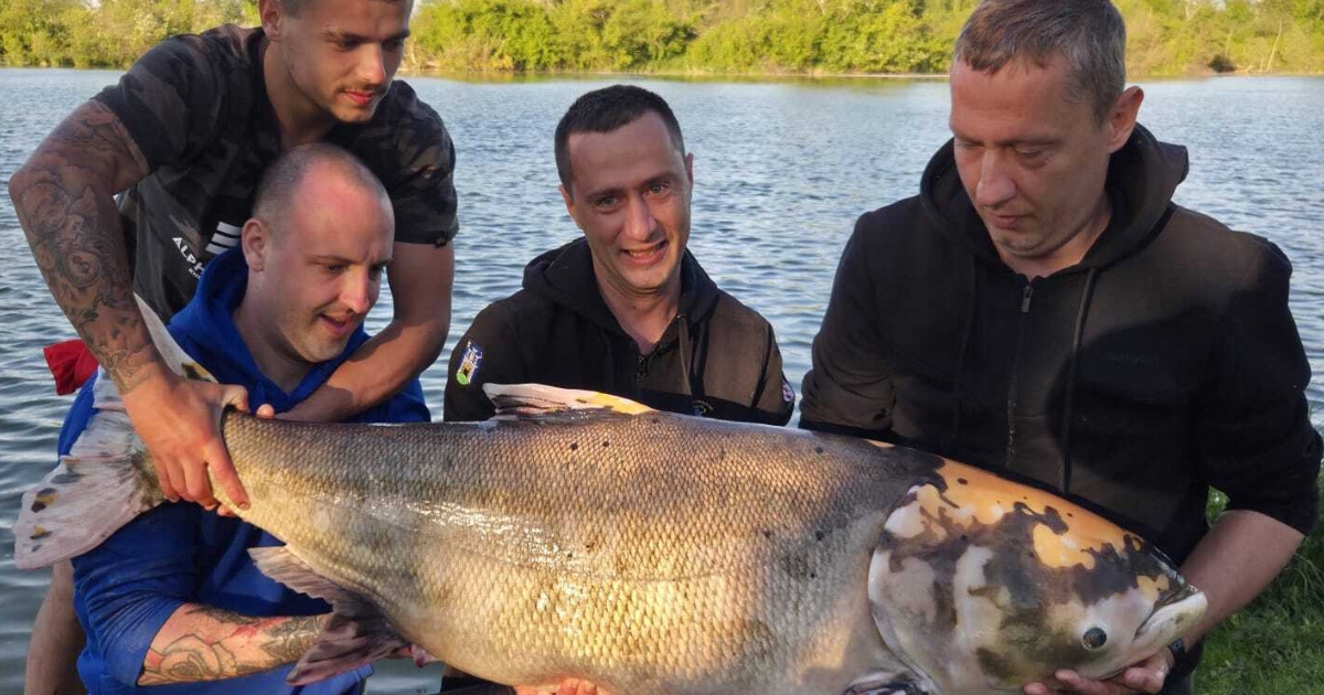 VIDEO U Zagrebu ulovljena rijetka riba od 45 kila, borba je trajala 20 minuta