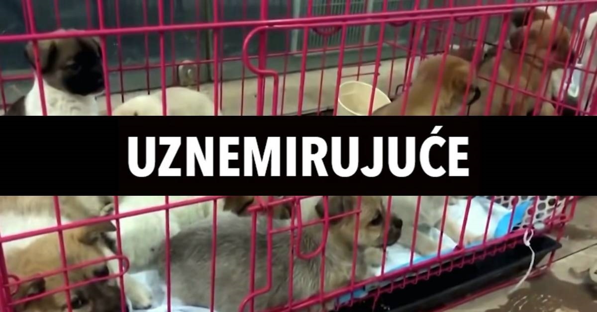 UZNEMIRUJUĆE Uginuli i bolesni psići i mačići stižu Kinezima poštom na kućne adrese