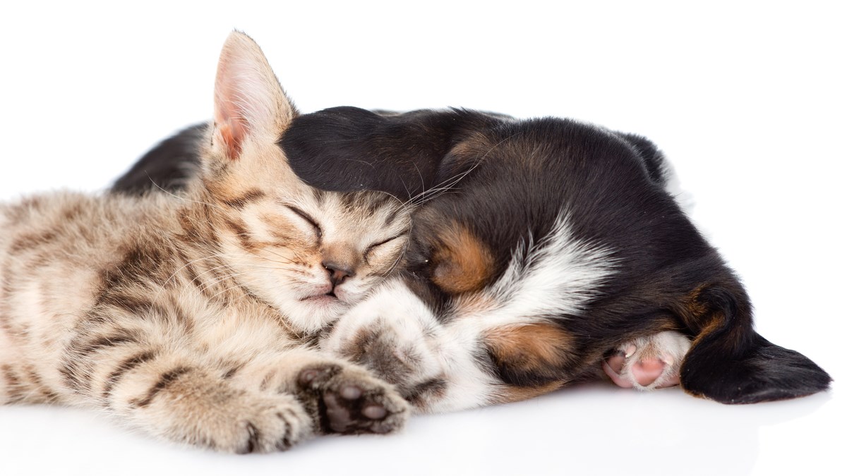 VIDEO Pogledajte kako životinje iskazuju ljubav