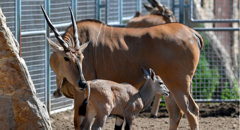 Incident u švedskom zoološkom vrtu: Antilopa probola rogovima i ubila zaposlenika