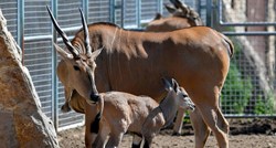 Incident u švedskom zoološkom vrtu: Antilopa na smrt izbola zaposlenika