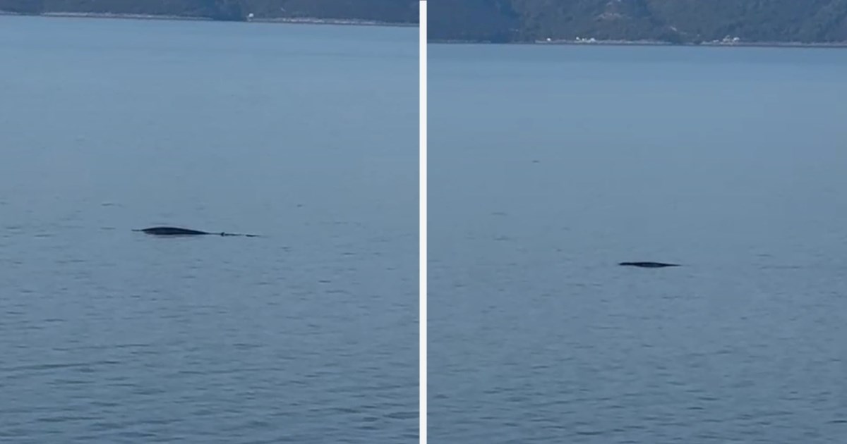 VIDEO Kod Tučepa snimljen kit