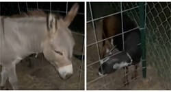 "Anđeo čuvar": Magarac probudio vlasnicu da pomogne kozliću koji je zapeo u ogradi