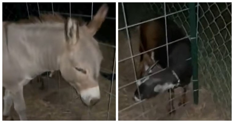 "Anđeo čuvar": Magarac probudio vlasnicu da pomogne kozliću koji je zapeo u ogradi