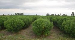 VIDEO I FOTO Na državnoj zemlji kod Zadra otkrivena golema plantaža marihuane