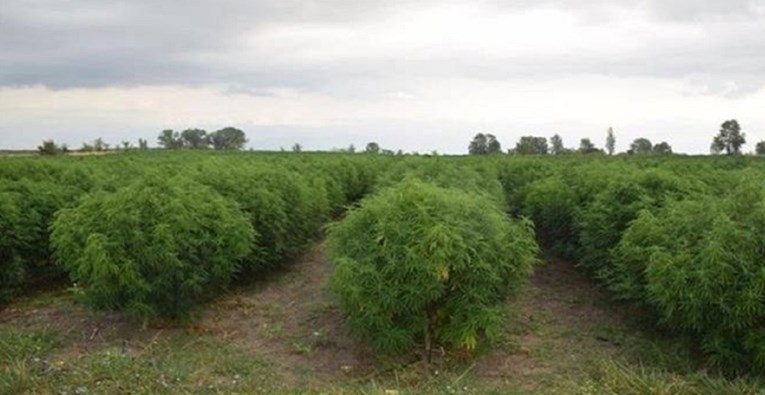 VIDEO I FOTO Na državnoj zemlji kod Zadra otkrivena golema plantaža marihuane