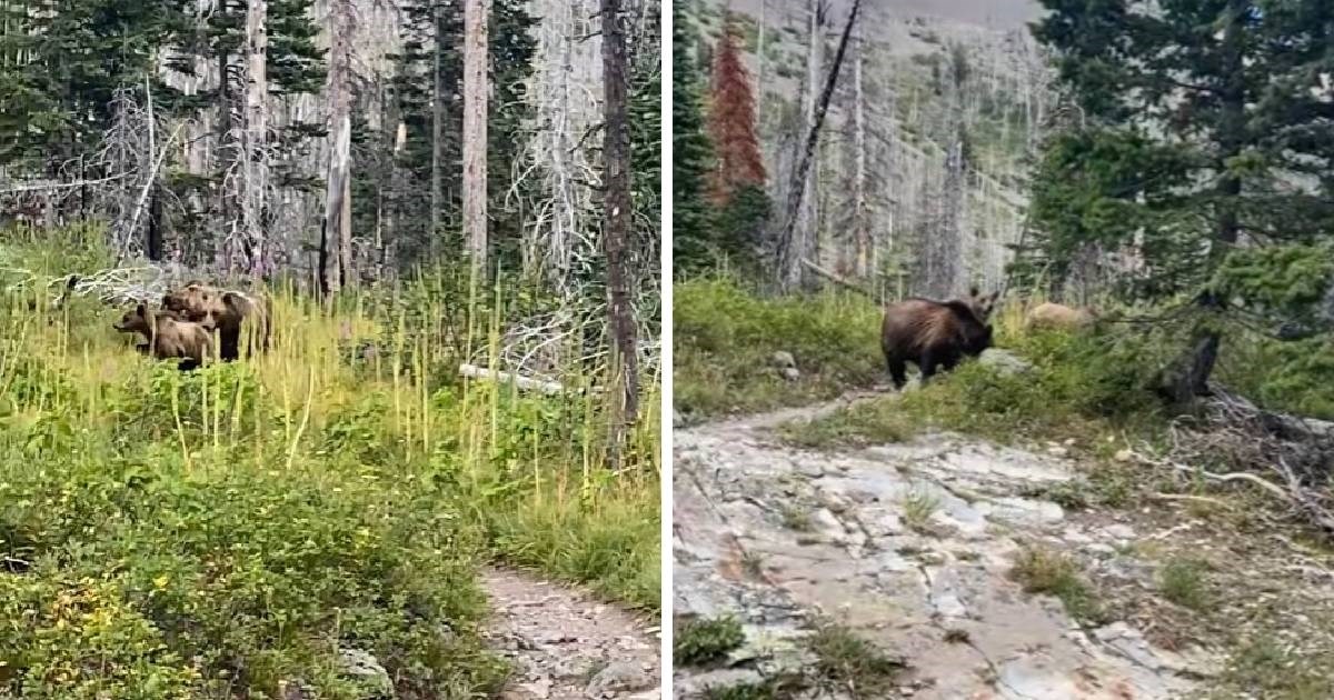 Kako preživjeti susret s grizlijem: Smirenost ovog planinara je lekcija svima