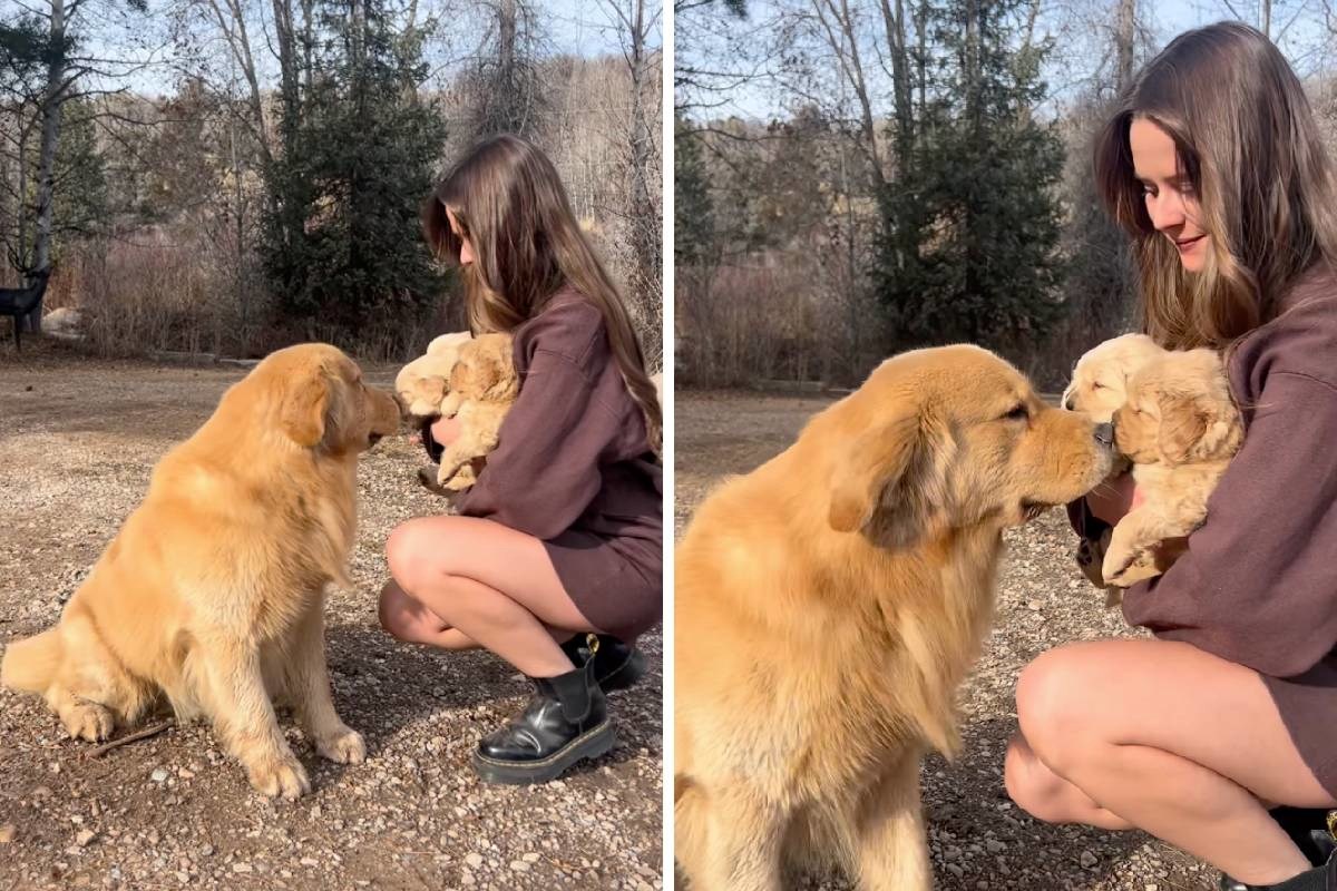 Zlatni retriver prvi put upoznao svoje &#x161;tence i rasplakao internet