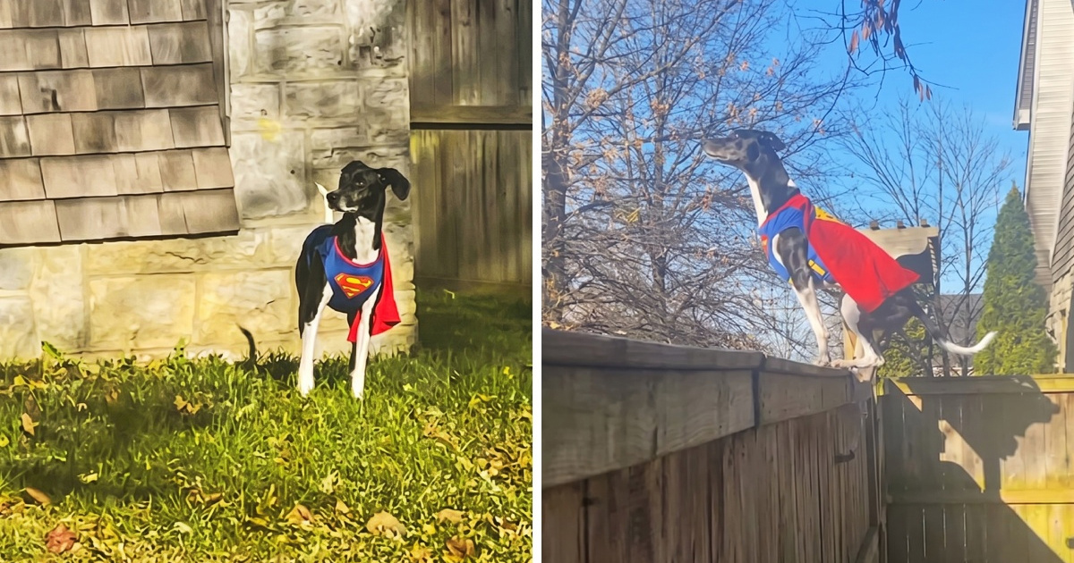 Snimka psa koji preskače ogradu u kostimu superheroja je viralni hit