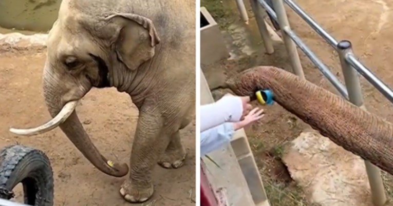 Slon u kineskom zoološkom vrtu vratio djetetu cipelicu