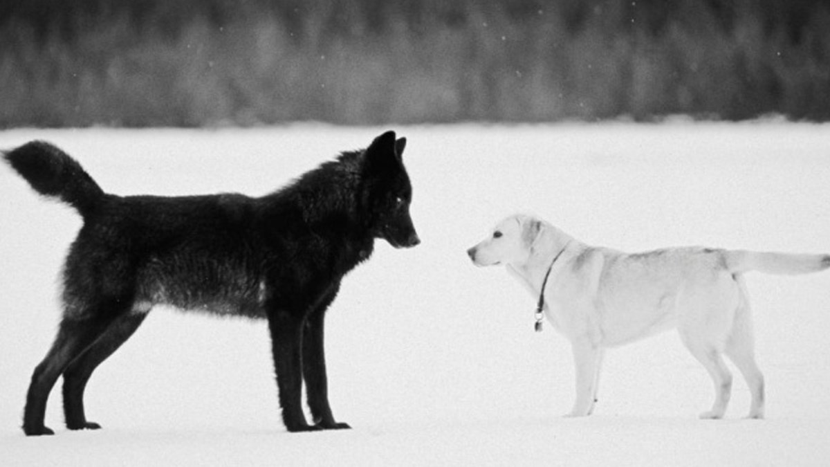7 neobičnih priča o životinjama koje će vam otopiti srce