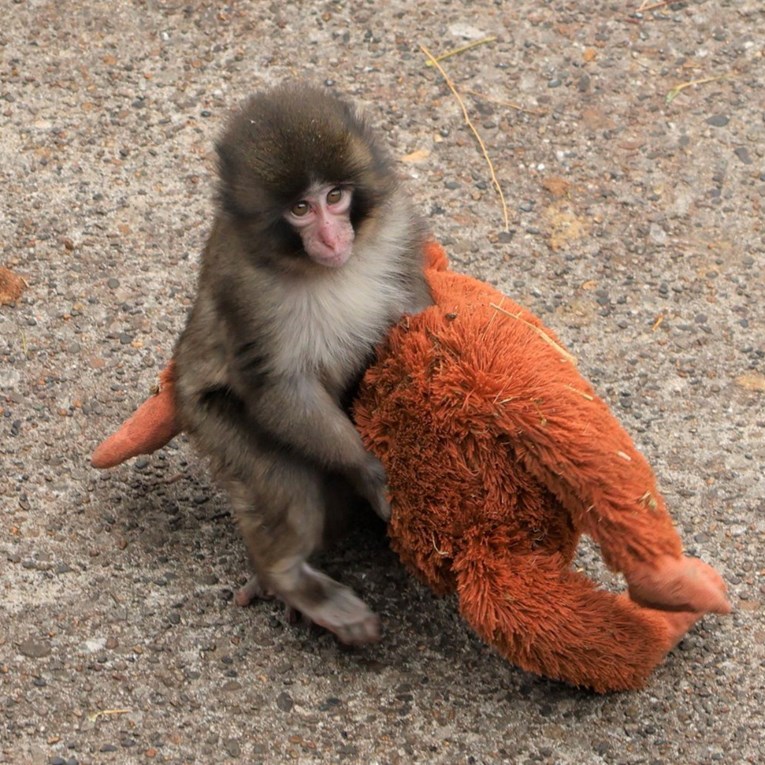 Odbačeni majmunčić Punch pronašao je novu prijateljicu 🥹