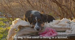 Evo kako možete pomoći životinjama u ratom zahvaćenoj Ukrajini