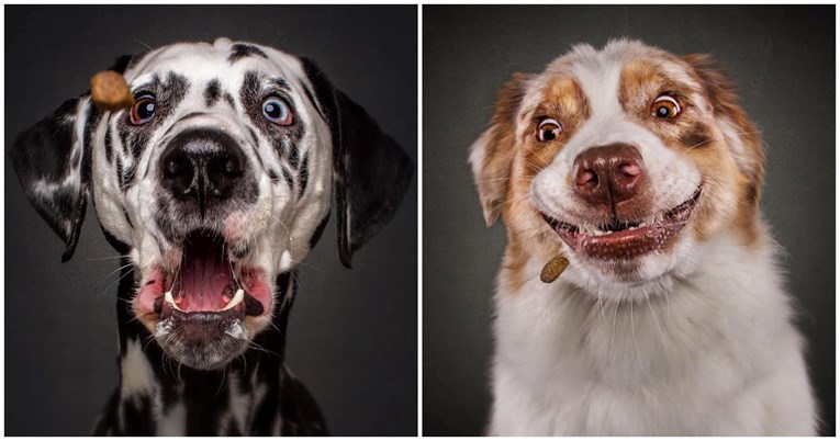 FOTO Ovako izgledaju psi dok love keksiće. Prizori su urnebesni