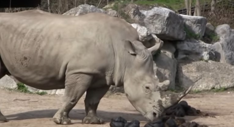 Nosorog ubio čuvaricu (33) u zoološkom vrtu u Austriji