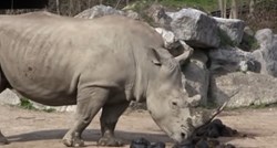 Nosorog ubio čuvaricu (33) u zoološkom vrtu u Salzburgu