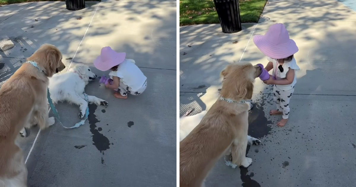 Prizor koji topi srca: Djevojčica upozorava svoje zlatne retriverice na pčele