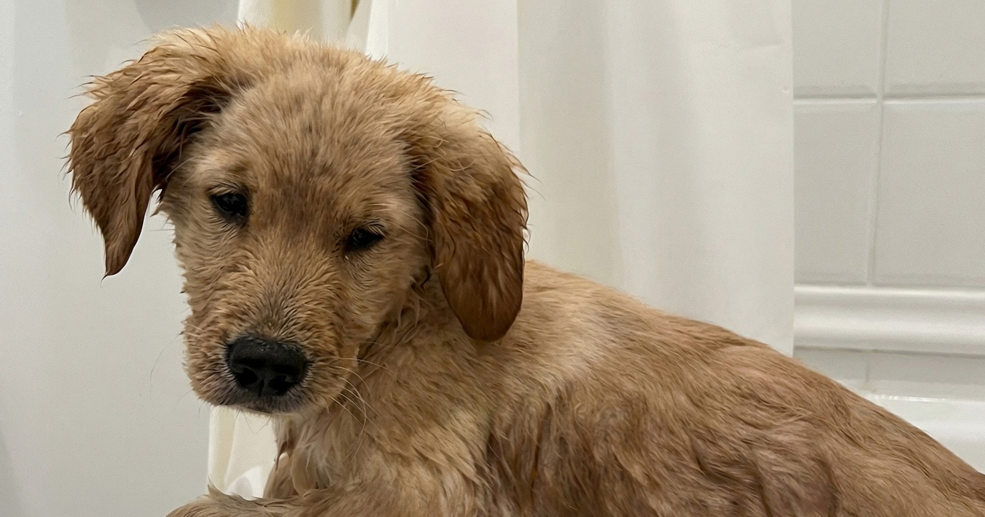 Vaš pas se ne voli kupati? A pogledajte kako ovo štene uživa u kadi 😍