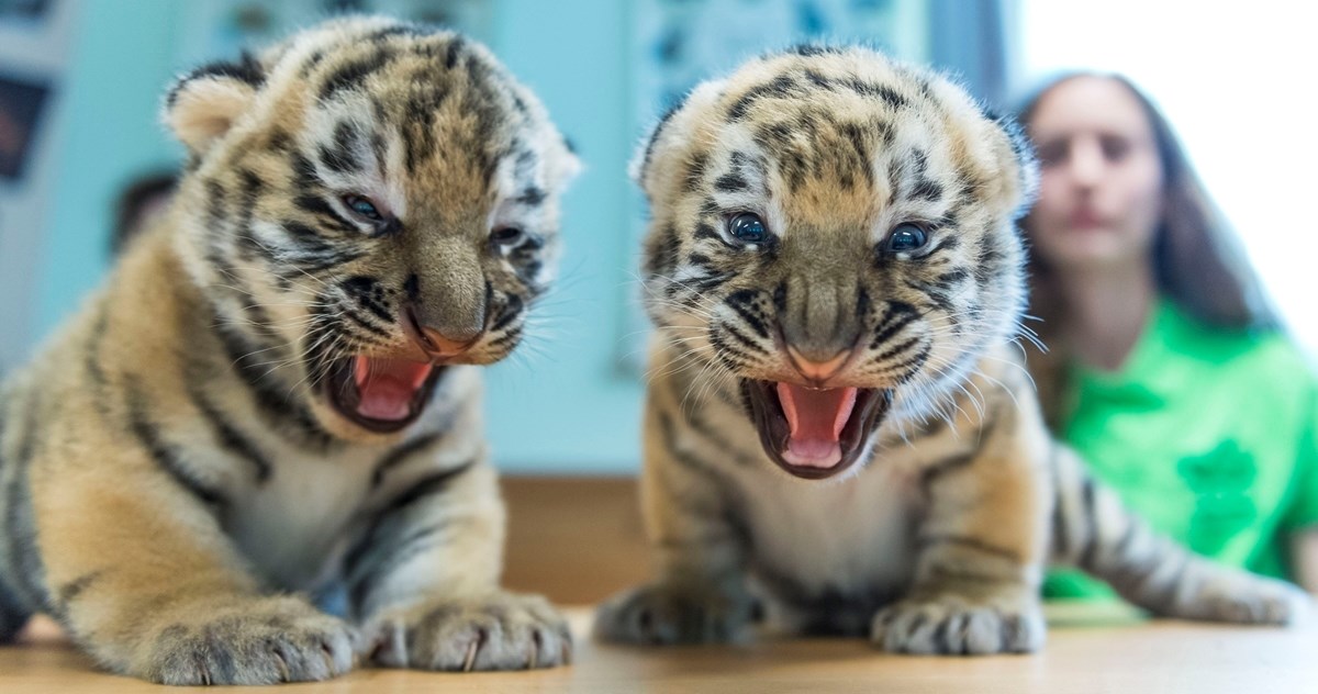 U zoološkom vrtu u Poljskoj okotili se rijetki mladunci sibirskog tigra