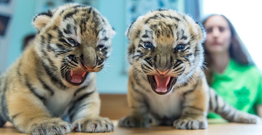 U zoološkom vrtu u Poljskoj okotili se rijetki mladunci sibirskog tigra